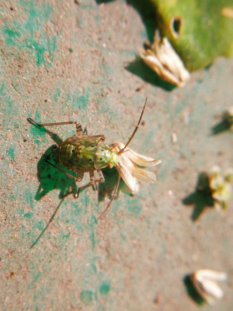 Lygus rugulipennis - molyhos mezeipoloska