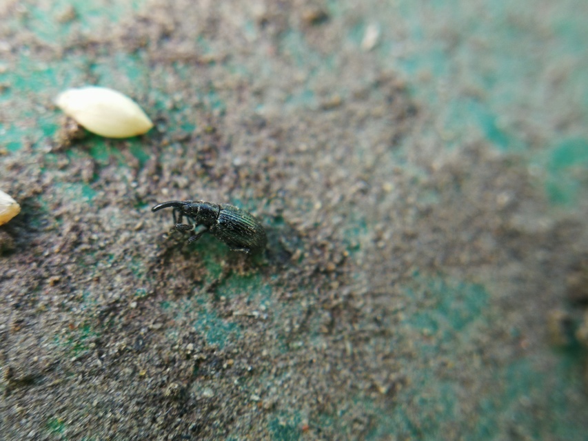Stenopterapion meliloti - somkóró-cickányormányos