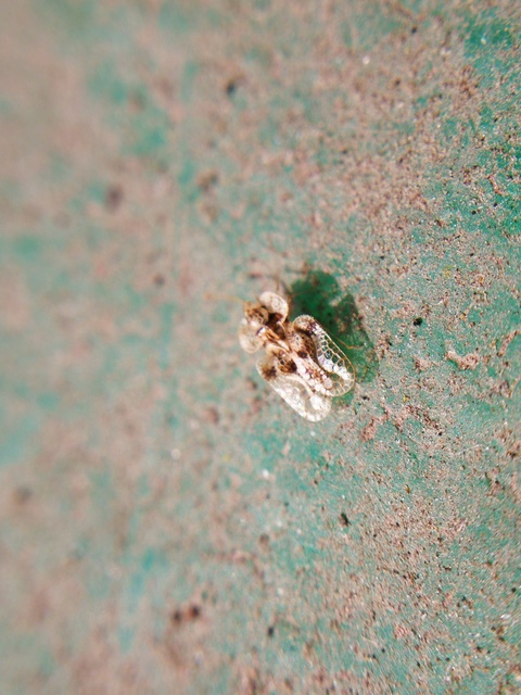 Corythucha arcuata - tölgy-csipkéspoloska