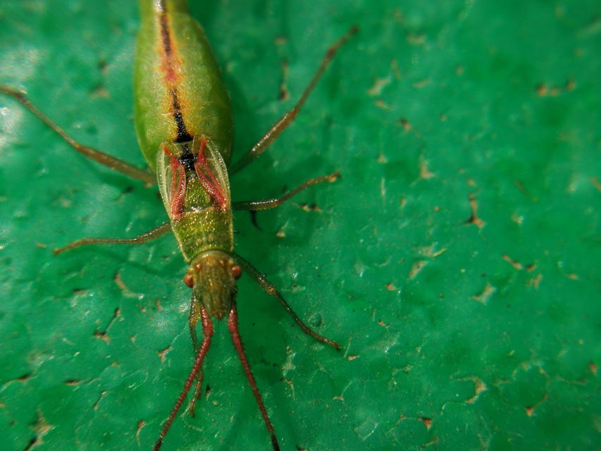 Myrmus miriformis - kurtaszárnyú karimáspoloska