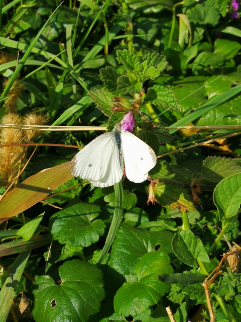 Pieris rapae - répalepke