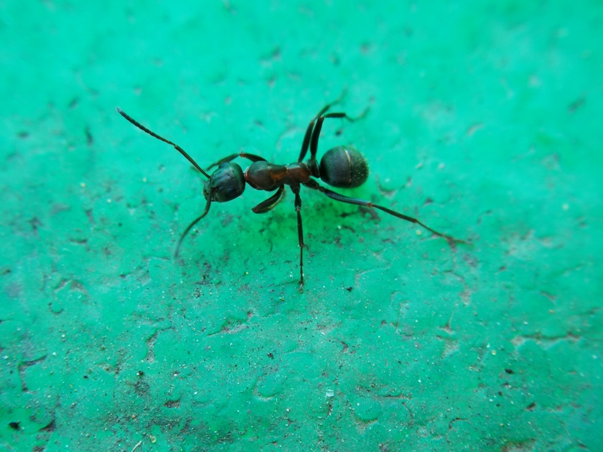 Formica cunicularia - gyakori rabszolgahangya