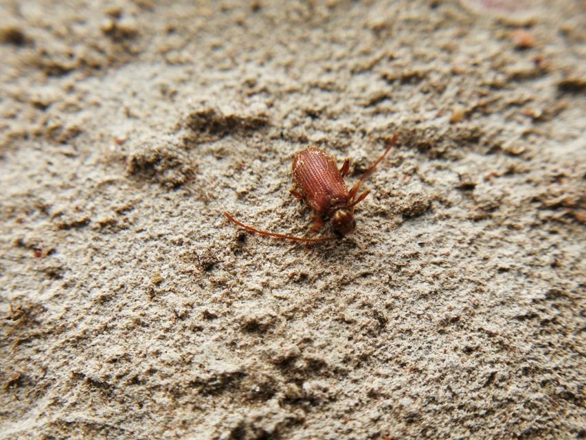 Ptinus fur - közönséges tolvajbogár