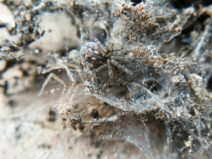 Tegenaria