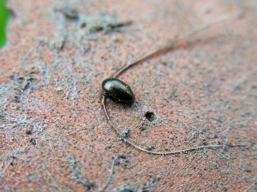 Chaetocnema Chaetocnema