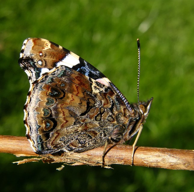 Vanessa atalanta - atalantalepke