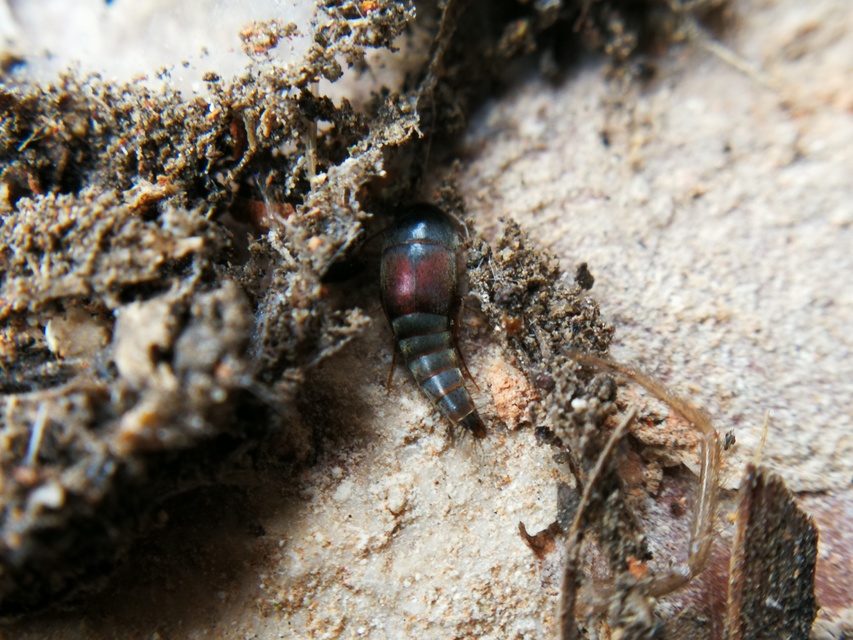 Sepedophilus marshami - közönséges pihésholyva Sepedophilus marshami - közönséges pihésholyva