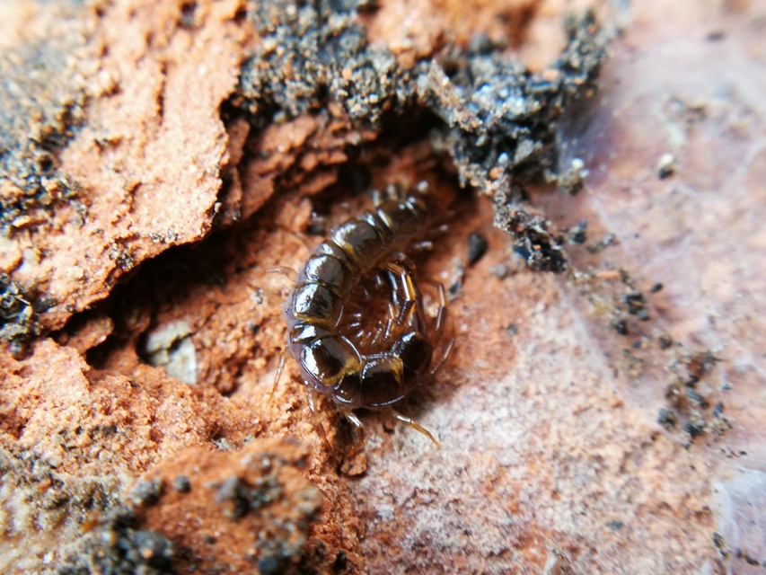 Lithobius