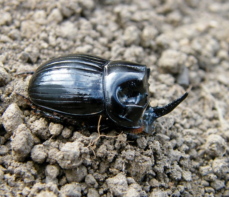 Copris lunaris - közönséges holdszarvú-ganéjtúró
