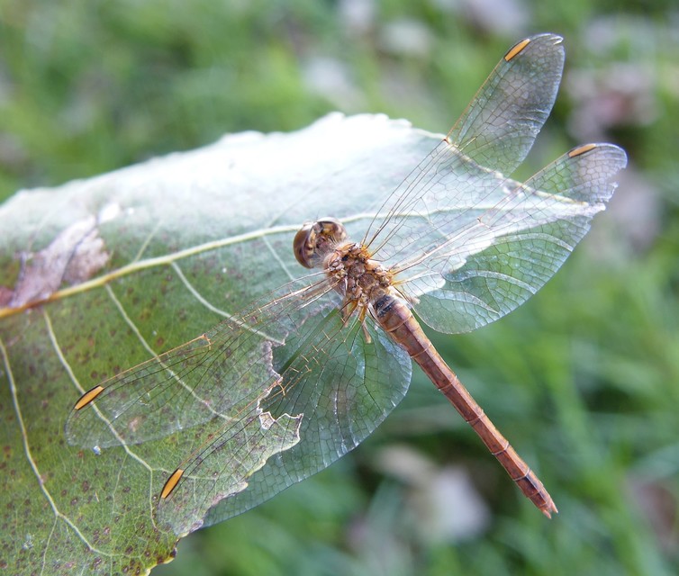 Sympetrum meridionale - fakó katona-szitakötő