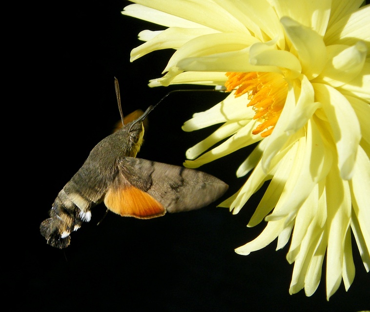 Macroglossum stellatarum - kacsafarkú szender