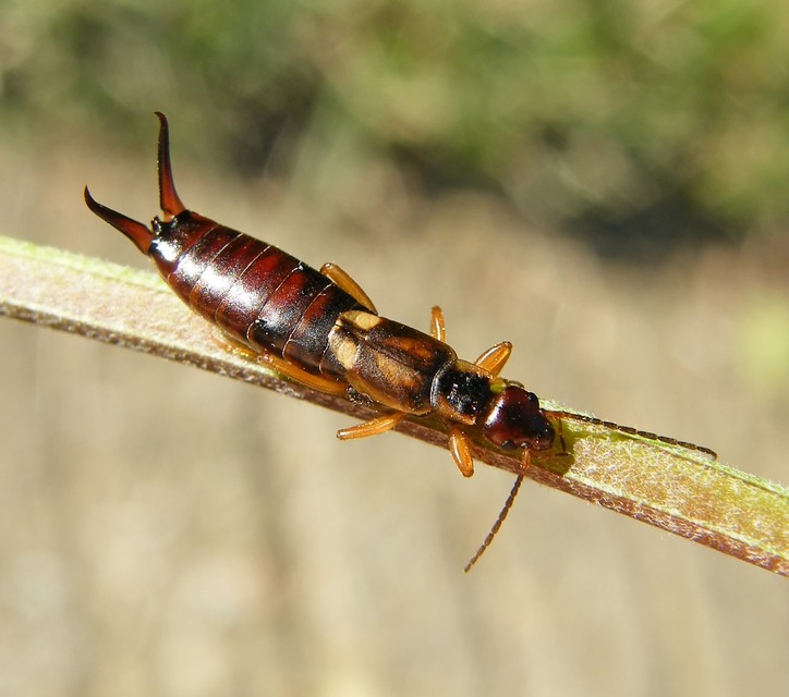 Forficula auricularia - közönséges fülbemászó