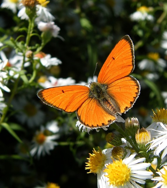 Lycaena dispar rutilus - nagy tűzlepke