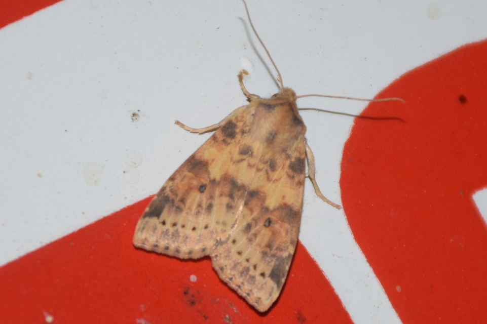 Cirrhia ocellaris - fakó sárgabagoly