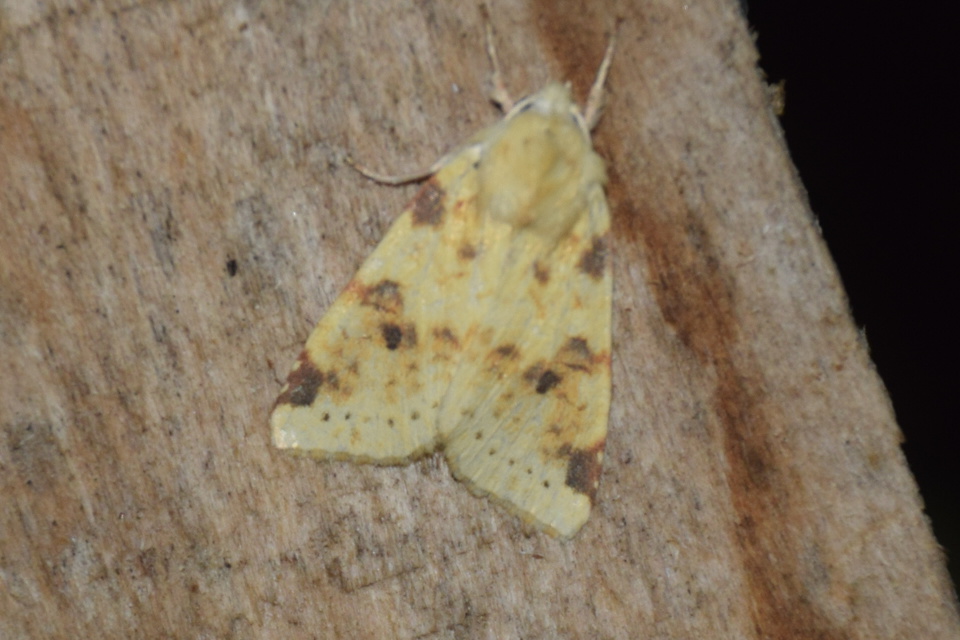 Cirrhia icteritia - nyárfa-sárgabagoly