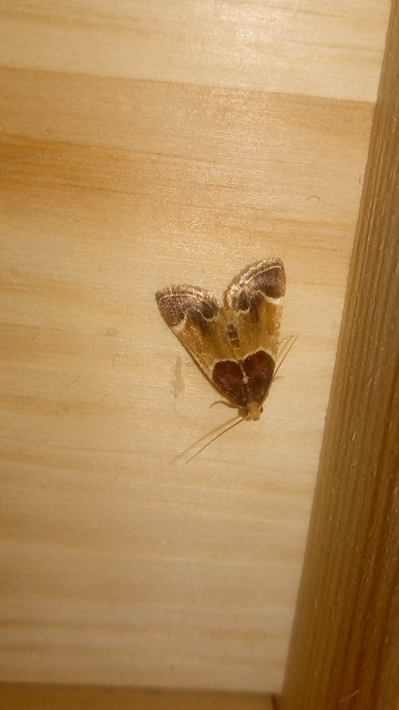 Pyralis farinalis - lisztilonca