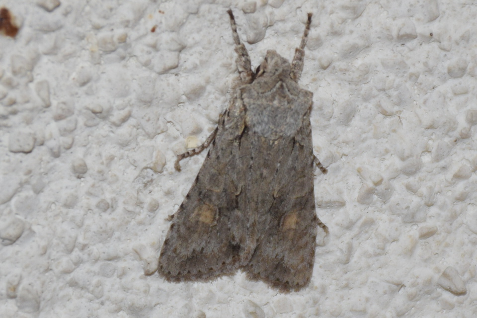 Lithophane ornitopus - közönséges fabagoly