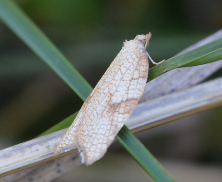 Acleris forsskaleana - juharos levélmoly