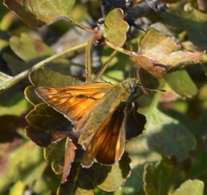 Ochlodes sylvanus - erdei busalepke