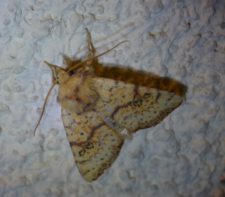 Tiliacea sulphurago - kénes sárgabagoly