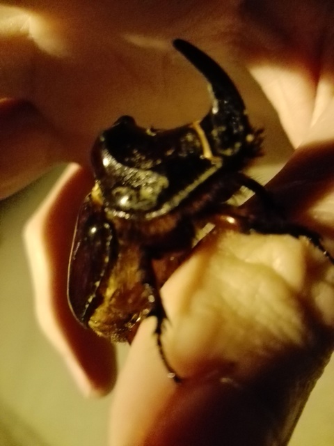 Oryctes nasicornis - orrszarvú bogár