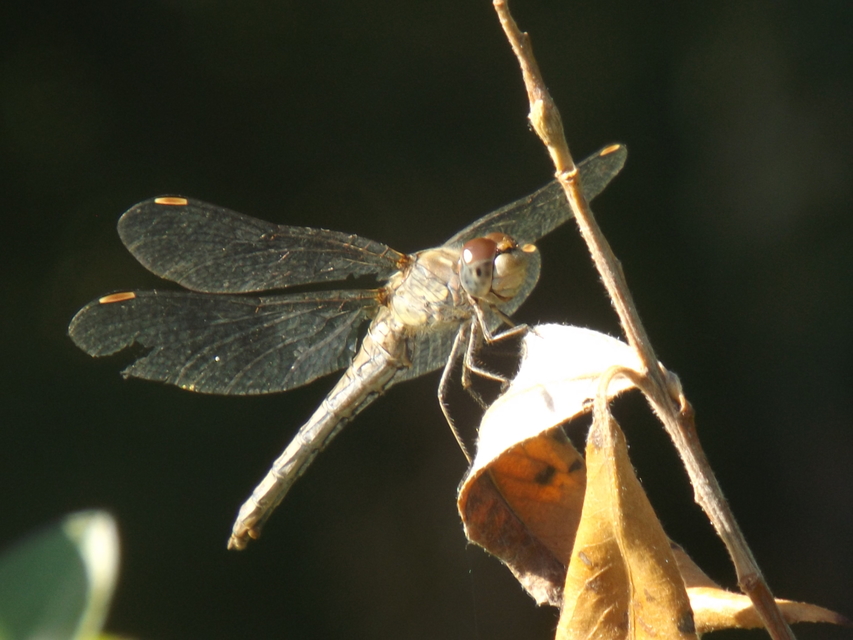 Sympetrum striolatum - harántsávos katona-szitakötő
