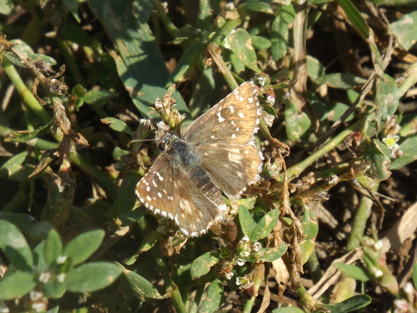 Pyrgus armoricanus - feles busalepke