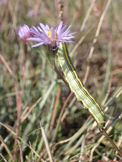 Cucullia asteris - őszirózsa-csuklyásbagoly
