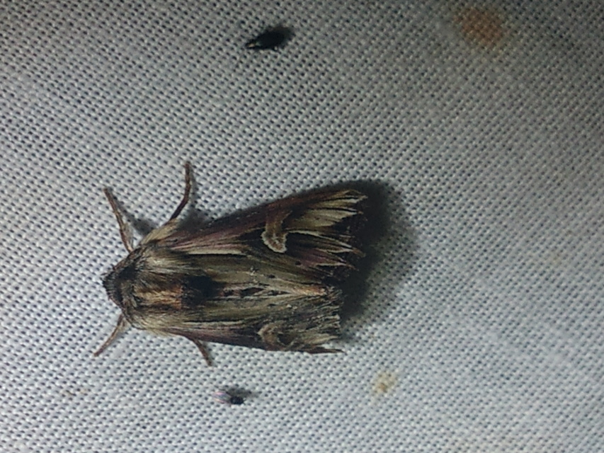 Actinotia polyodon - nagy sugarasbagoly