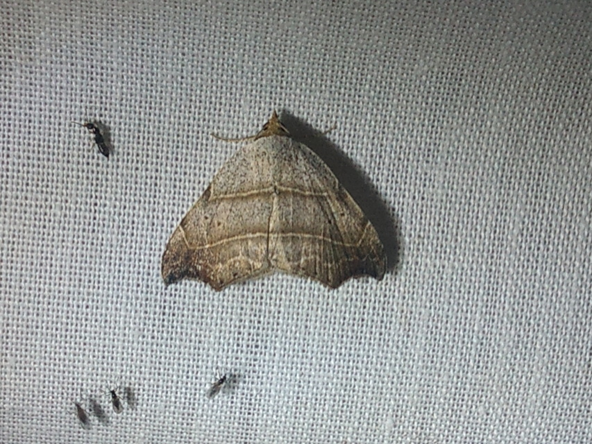 Laspeyria flexula - zuzmóbagoly