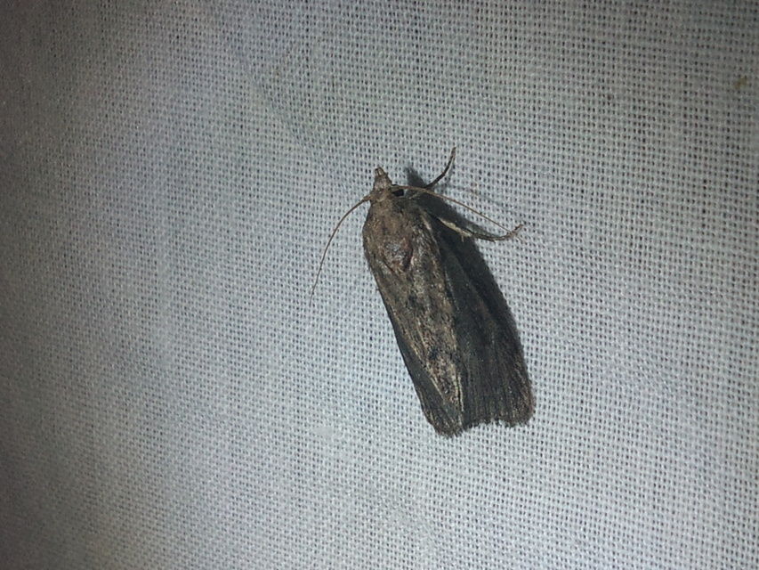 Galleria mellonella - nagy viaszmoly