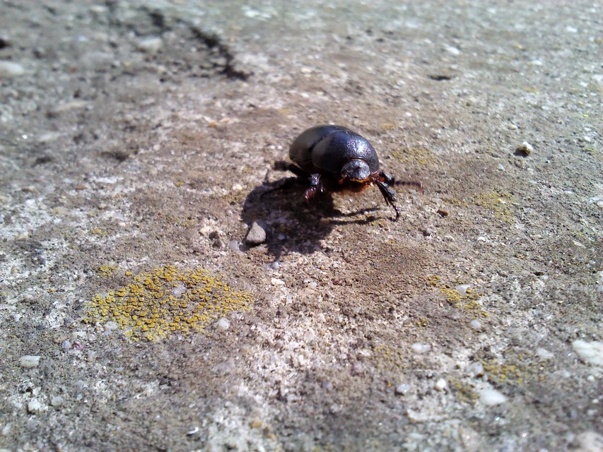 Pentodon idiota - butabogár