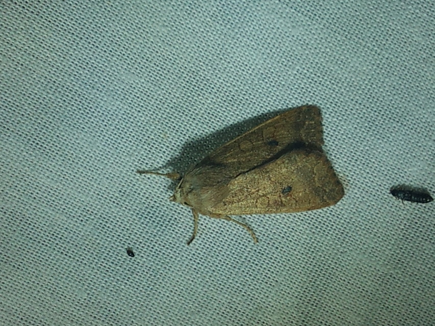Sunira circellaris - okkersárga őszibagoly