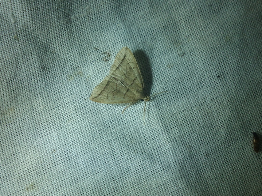 Herminia grisealis - ligeti karcsúbagoly