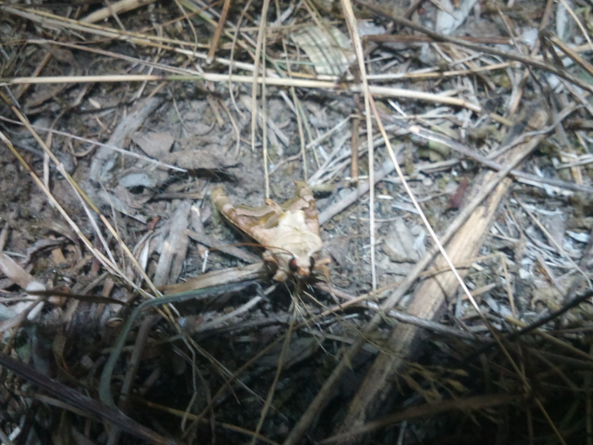 Phlogophora meticulosa - vándorló csipkésbagoly