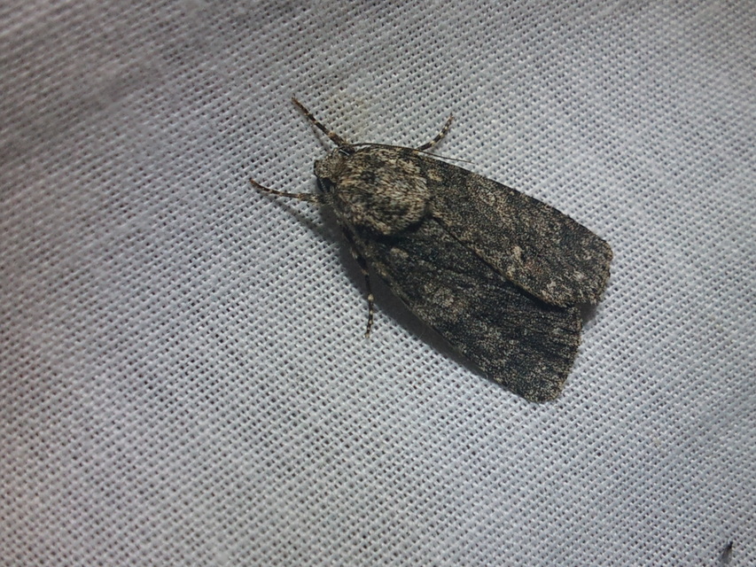 Acronicta rumicis - sóska-szigonyosbagoly