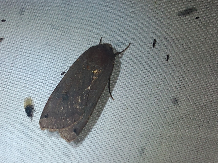 Noctua pronuba - nagy sárgafűbagoly