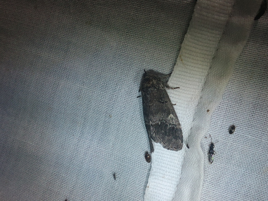 Drymonia querna - tölgyfa-púposszövő