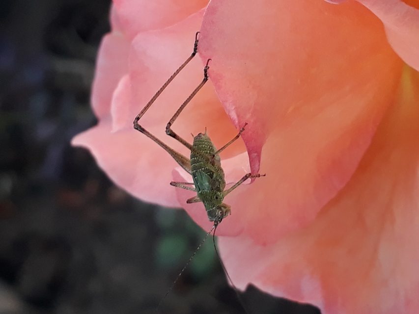 Phaneroptera