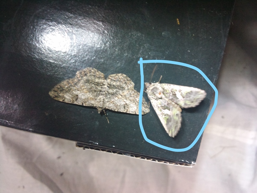 Trachea atriplicis - nyári zöldbagoly