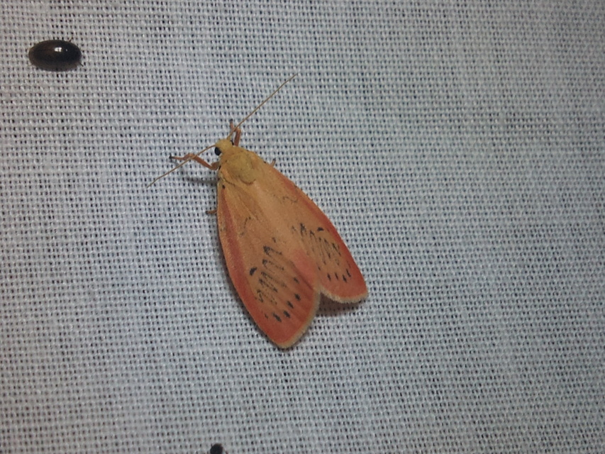 Miltochrista miniata - piros medvelepke