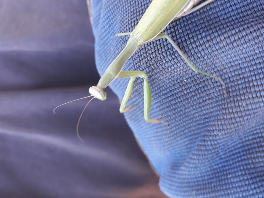 Mantis religiosa - imádkozósáska