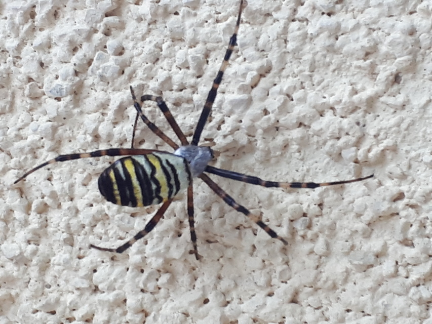 Argiope bruennichi - darázspók