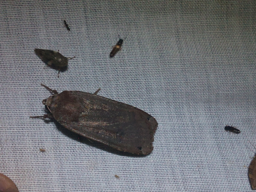 Noctua pronuba - nagy sárgafűbagoly