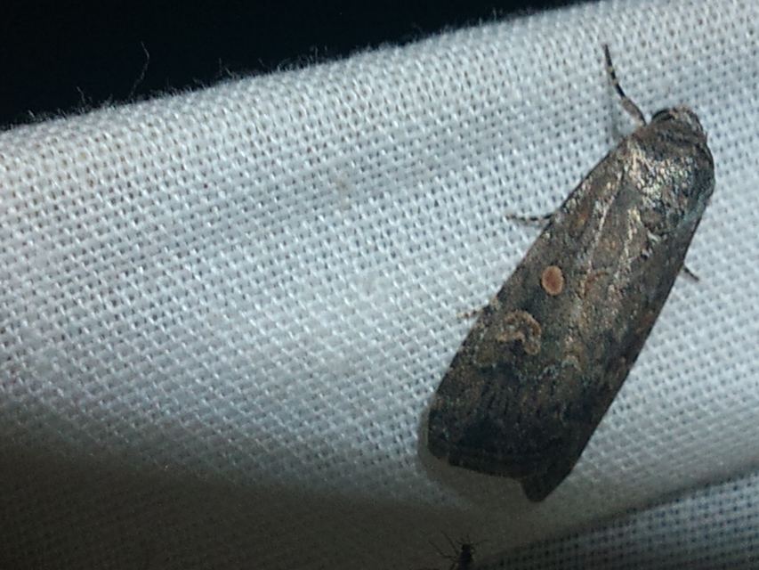 Spodoptera exigua - apró jegyesbagoly