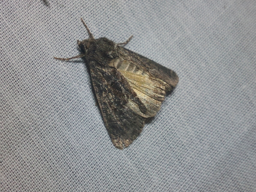 Thalpophila matura - fakó erdeibagoly