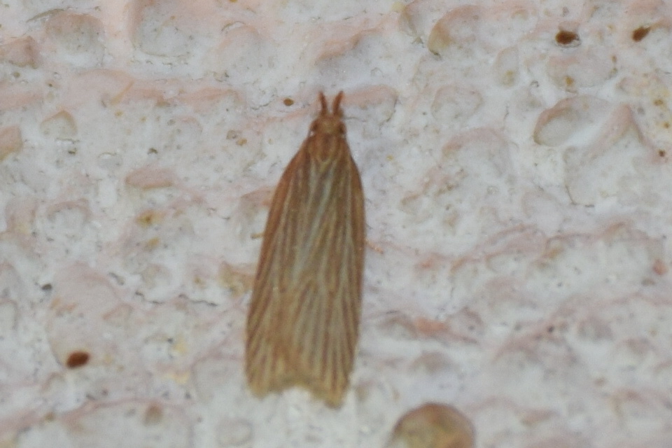 Helcystogramma albinervis - fehérerű lápimoly