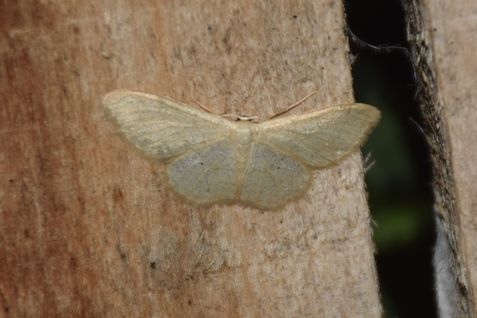 Idaea straminata - szalmasárga sávosaraszoló