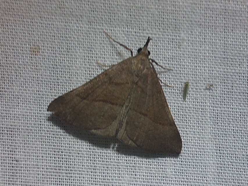 Hypena proboscidalis - ormányos karcsúbagoly
