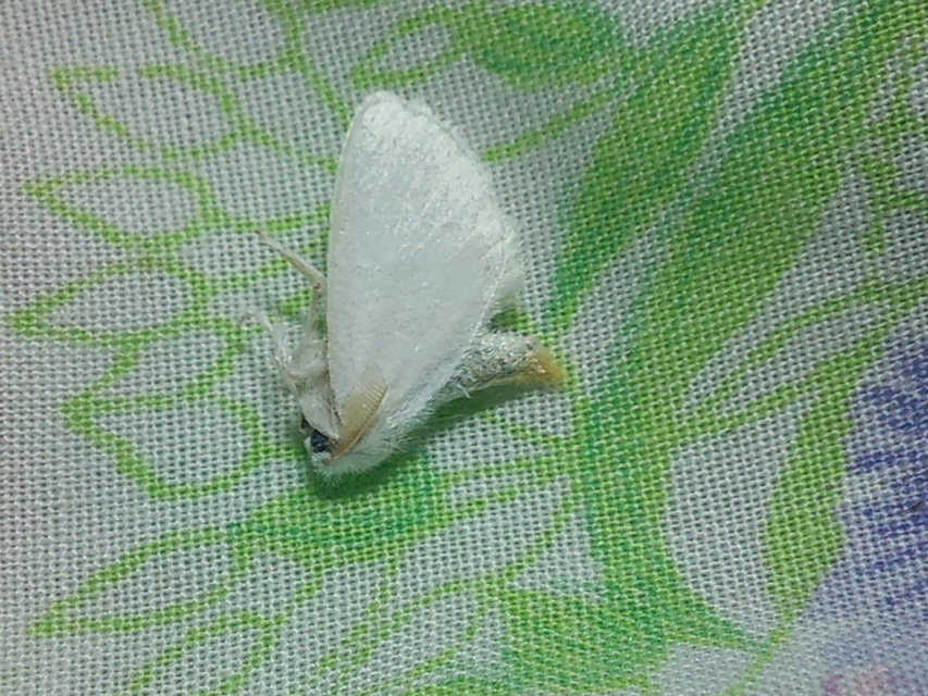 Sphrageidus similis - sárgafarú szövő